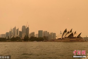 澳新州动物园对立野火园长带山公山君回家流亡