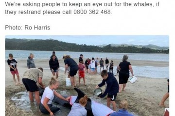 鲸鱼团体停滞海滩上千民众助其重回大海