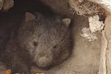 逃避林火还救其他小动物澳大利亚袋熊火了!