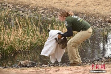 英国女子的考拉救援日记14小时救回13只考拉