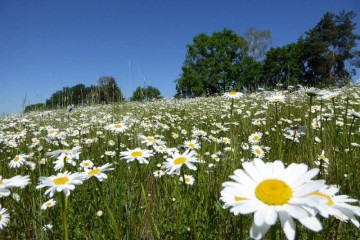 皮肤晒伤后的护理如何使皮肤变白