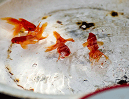 萝卜丝虾丸汤的做法和食材用料及健康功效